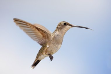 Black-chinned Hummingbird (Archilochus alexandri) clipart