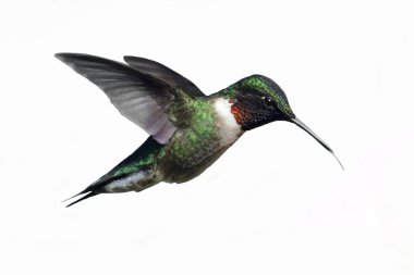 Isolated Male Ruby-throated Hummingbird (archilochus colubris) clipart