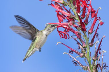 Ruby-throated Hummingbird (archilochus colubris) clipart