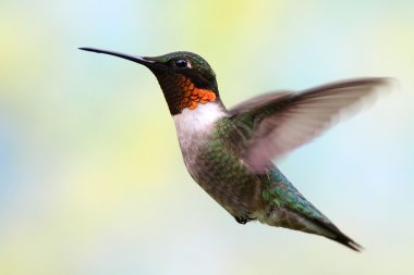 Ruby-throated Hummingbird In Flight clipart