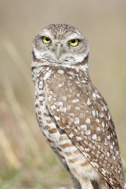 Kazan Baykuş (athene cunicularia)