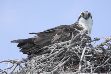 Osprey üzerinde bir yuva