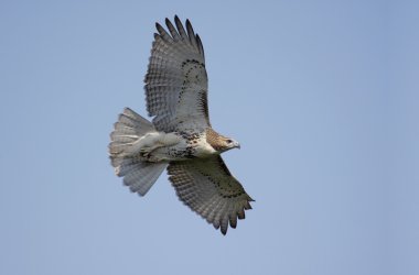 Red-tailed Hawk clipart