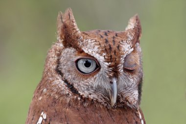 Eastern Screech-Owl (Megascops asio) Winking clipart