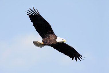 Adult Bald Eagle (haliaeetus leucocephalus) clipart