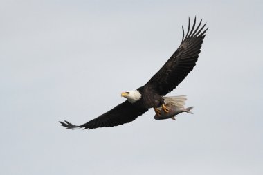 Kel Kartal (haliaeetus leucocephalus))