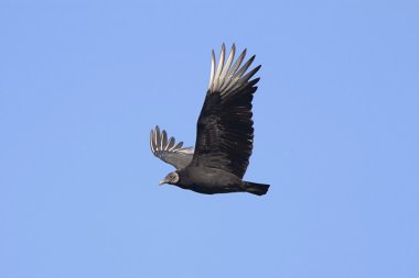 Black Vulture In Flight clipart
