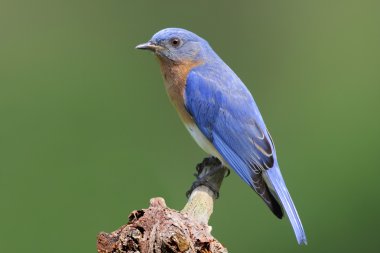 Bluebird kütük üstünde