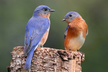 Pair of Eastern Bluebird clipart