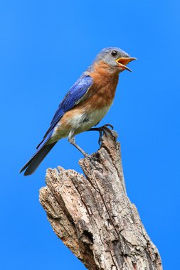 Doğu mavi kuş