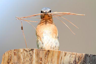 Eastern Bluebird clipart