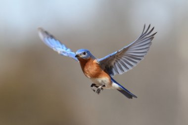 Mavi kuş uçuş