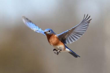 Bluebird In Flight