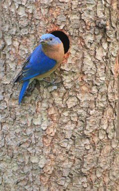 Doğu bluebird sialia sialis