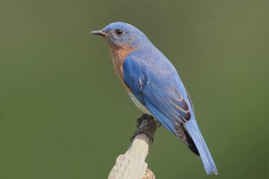 Eastern Bluebird Sialia sialis clipart