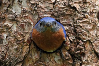 Eastern Bluebird clipart