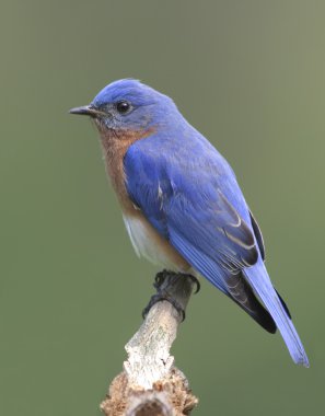 Eastern Bluebird (Sialia sialis) clipart