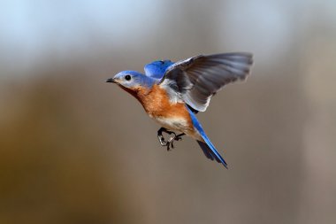 Mavi kuş uçuş