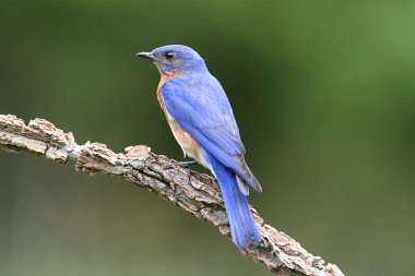 Eastern Bluebird clipart