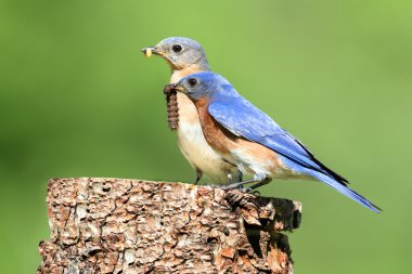 Eastern Bluebird clipart