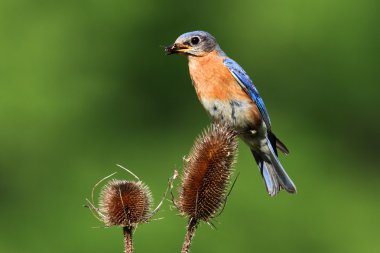 Doğu mavi kuş (Sialia sialis) bir teasel tesisi