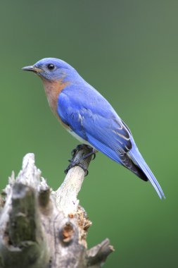 Male Eastern Bluebird (Sialia sialis) clipart