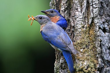 Eastern Bluebirds clipart