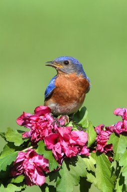 Eastern Bluebird clipart