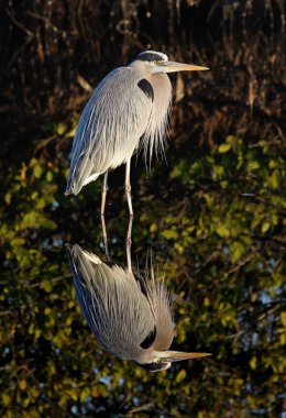 Great Blue Heron (Ardea Herodias) clipart