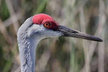 Sandhill Crane (Grus canadensis)