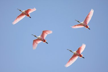 pembe spoonbills uçuş