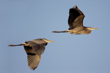 Büyük Mavi Balıkçıl (ardea herodias)