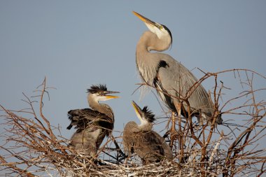 Great Blue Heron With Babies clipart