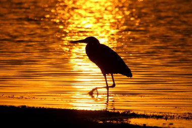 Great Blue Heron (Ardea Herodias) clipart