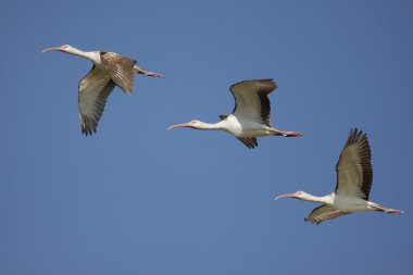 Beyaz Ibis (eudocimus albus)