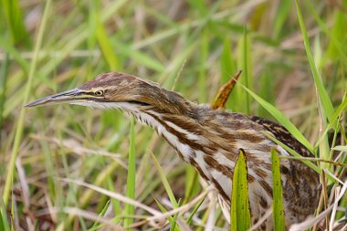 American Bittern (Botaurus lentiginosus) clipart