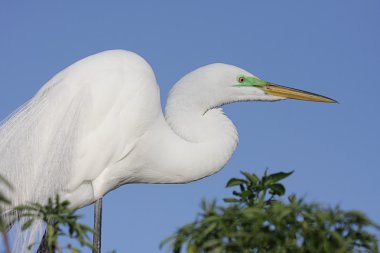 Büyük Egret (ardea alba)