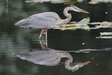 Büyük Mavi Balıkçıl (ardea herodias)