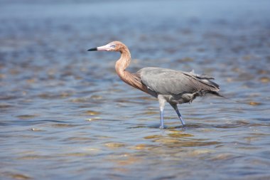 Kırmızımsı ak balıkçıl (Egretta rufescens)