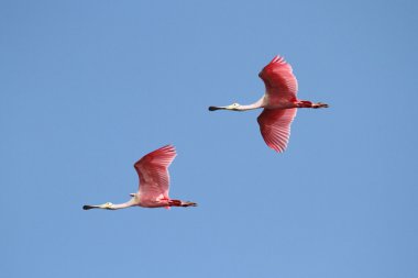 pembe spoonbills uçuş