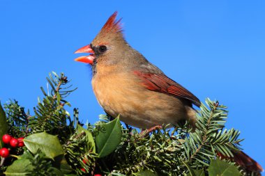 Cardinal In Snow clipart