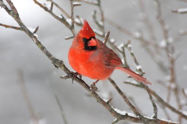 Cardinal In Snow clipart