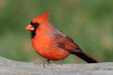 Male Cardinal On A Log clipart