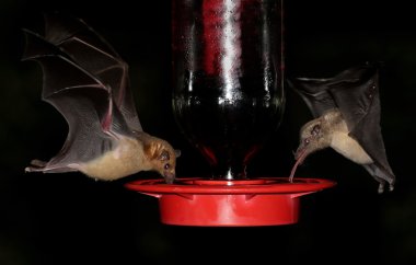Bats At A Feeder clipart