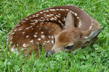 White-tailed Deer Fawn clipart