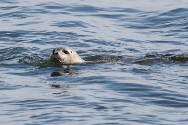 Harbor Seal In The Atlantic Ocean clipart