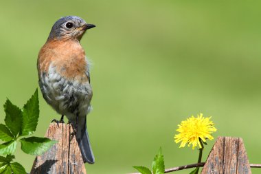 Eastern Bluebird clipart