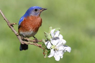 Eastern Bluebird clipart