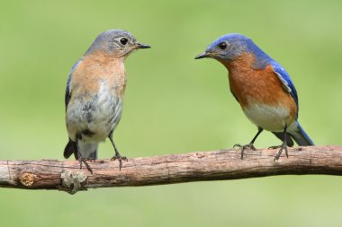 Doğu bluebird çifti
