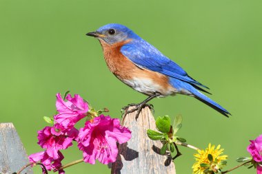 Eastern Bluebird clipart